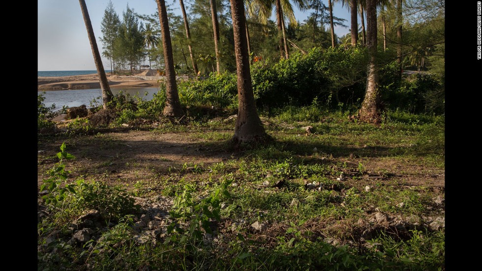 Trees stand devastated by the tsunami 10 years ago. The Theptharo Resort has not been rebuilt and rubble is still strewn throughout the new forest growth.