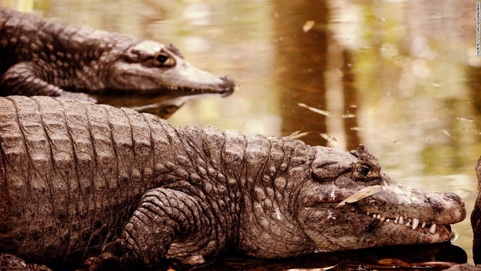 Crocodiles lounge around at &lt;a href=&quot;http://ireport.cnn.com/docs/DOC-1131192&quot;&gt;Bannerghatta National Park&lt;/a&gt; near Bangalore, India.