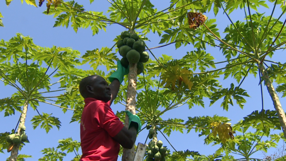 As labor and input costs rise, Ghanaian farmers face enormous pressure to sustain their business.