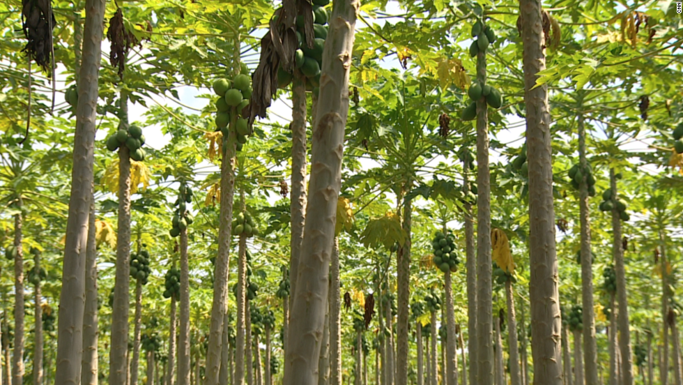 Papaya is a key fruit for some farmers in Ghana. While Ghana used to be one of the world&#39;s biggest exporters of the fruit, the focus of growing in the West African country has shifted to pineapple, banana, cocoa and other agricultural goods.