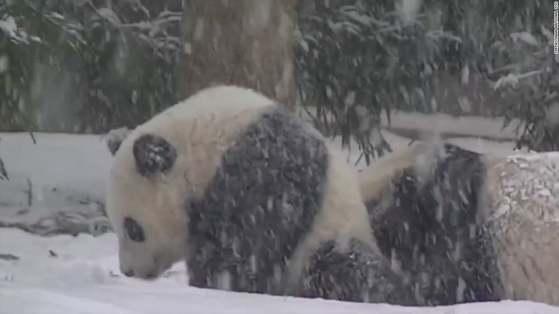 washington zoo pandas playing in snow