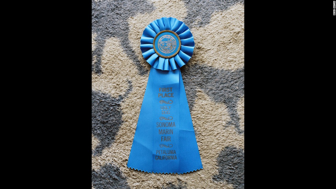 This is the ribbon Mugly received in 2012 for winning the &quot;World&#39;s Ugliest Dog&quot; contest.