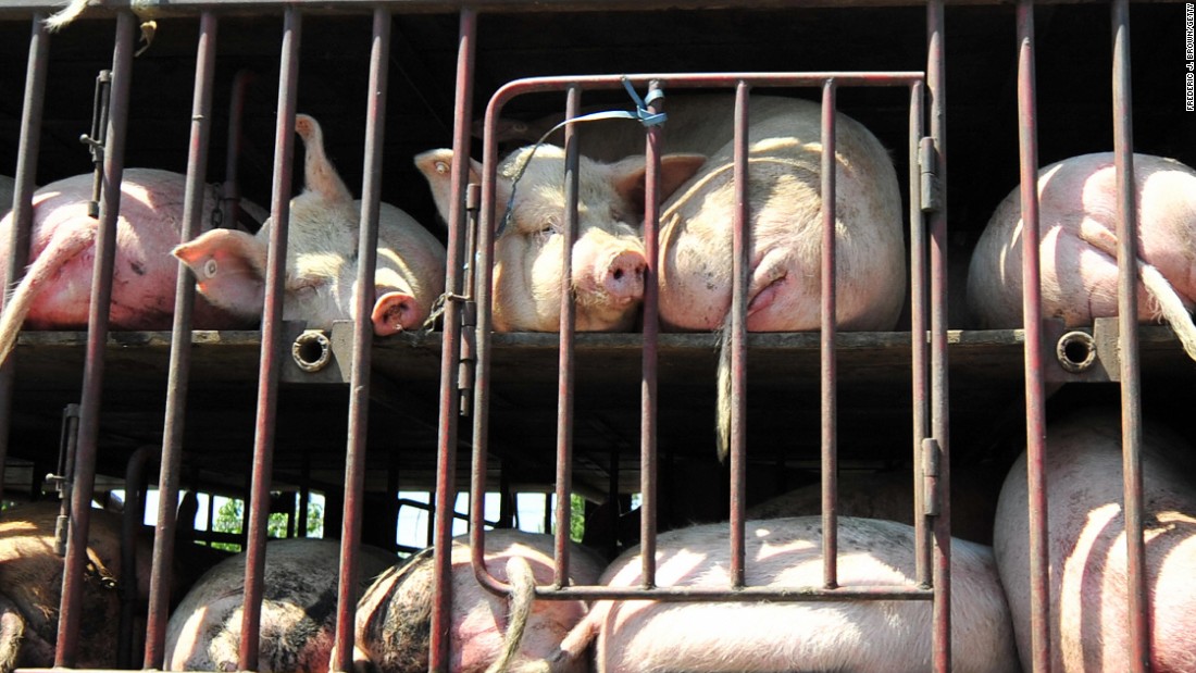 Pigs are the primary source of contracting Taenia solium. Though pork when properly prepared and cooked is not problematic, the World Health Organization says poor sanitation and substandard slaughterhouses contribute towards transmission. The worms release their eggs in the pigs&#39; feces, which results in more severe infection. 