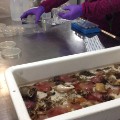 Tray of organisms from ocean to eb tested