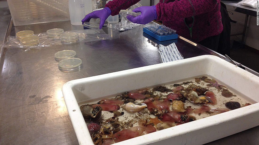 The deep-sea creatures are cut open and plated on a petri dish. In a few weeks, bacteria will grow on the plates, hopefully exhibiting antibacterial properties.