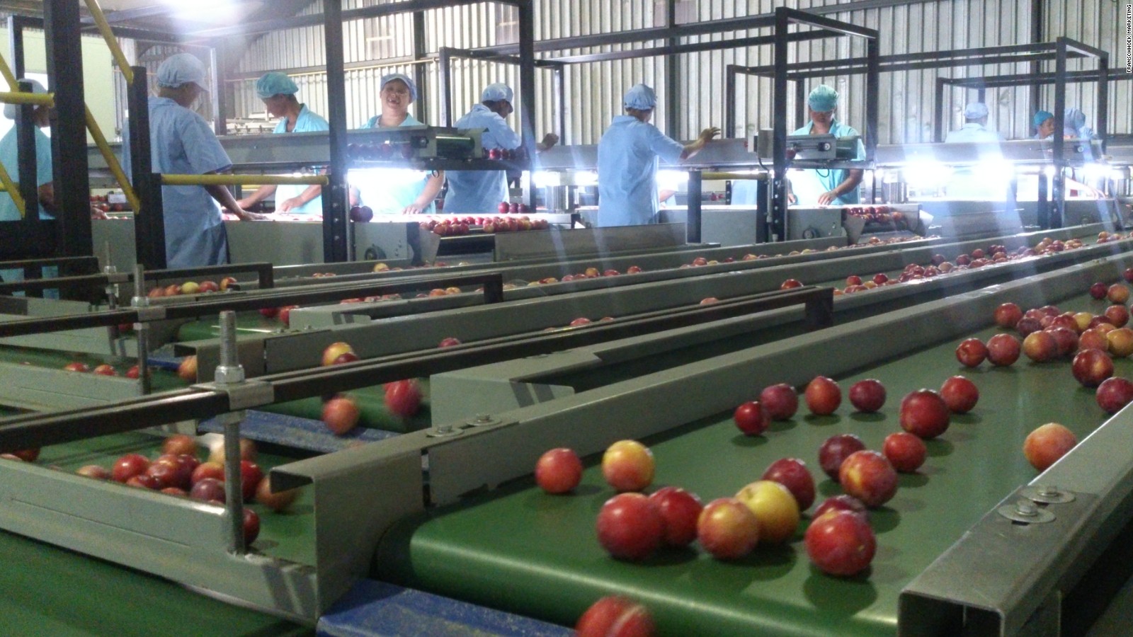 South Africa's plums blossom into big business CNN