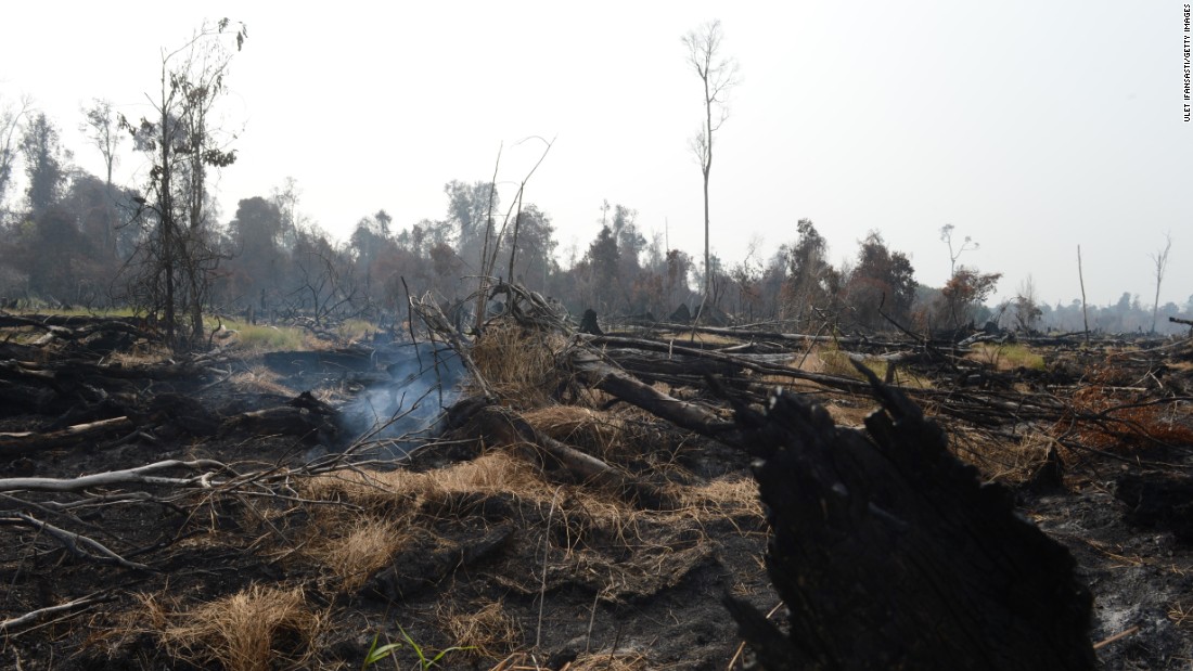 Burned trees and clearing in protected peatland in Riau province, June 29 2013. Environmentalists say that illegal slash and burn method is a widespread method of clearing land.
