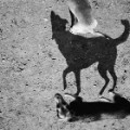 Shadow photos of dogs reveal their 'primal nature' - CNN