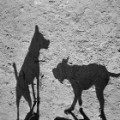 Shadow photos of dogs reveal their 'primal nature' - CNN