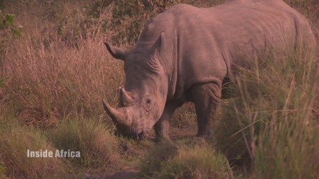 Reintroducing rhinos to Uganda