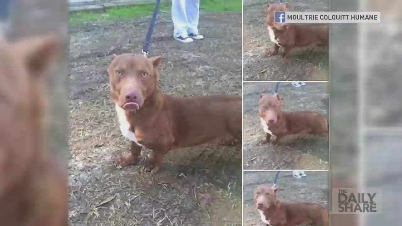 pitbull weiner dog mix for sale