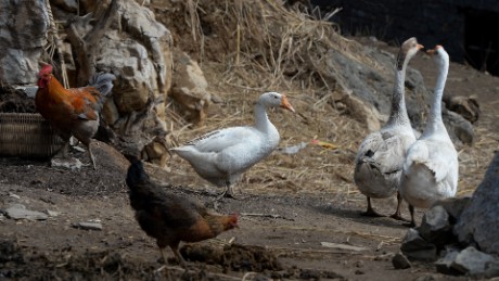 Bird flu cases surged this season, but human risk remains low, WHO says