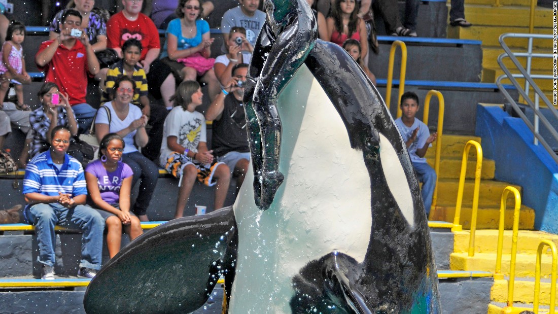 Lolita, a captive killer whale at the Miami Seaquarium, was added to the endangered species listing for Southern Resident Killer Whales by NOAA Fisheries in February. Although her species was already listed as endangered, Lolita was not previously included because there was an exemption for captive members of the population. Lolita has been at the Miami Seaquarium since 1970.