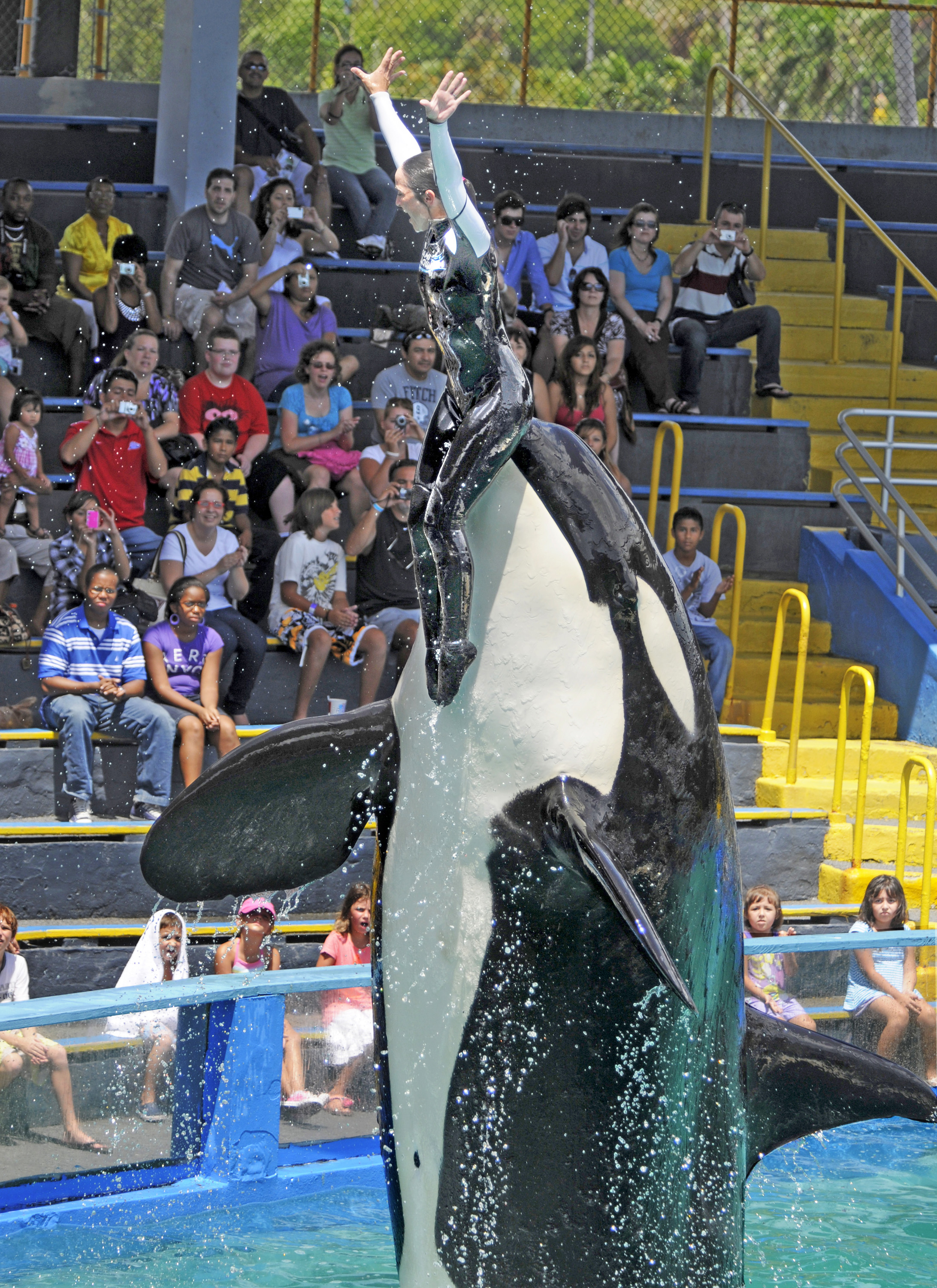 A Win Win Solution For Captive Orcas And Marine Theme Parks Cnn