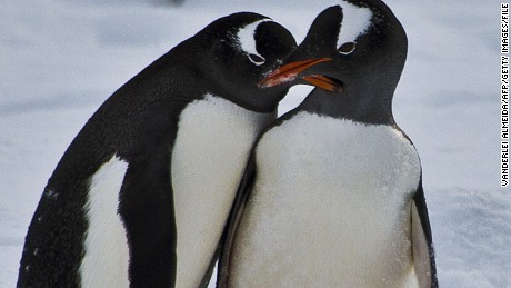 Penguins play before mating on King George island in Antarctica, in March 2014.
