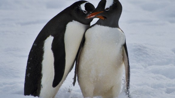 The Man Who Spies On Penguins For Science Cnn