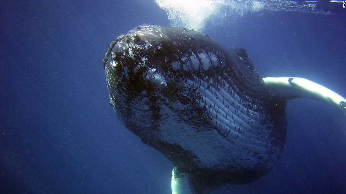 Help find the 'loneliest whale in the world' (Opinion)