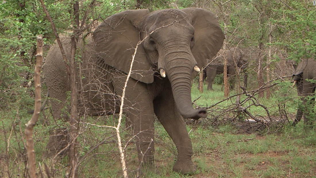 ... or catch up with elephants as they wander through the bush. 