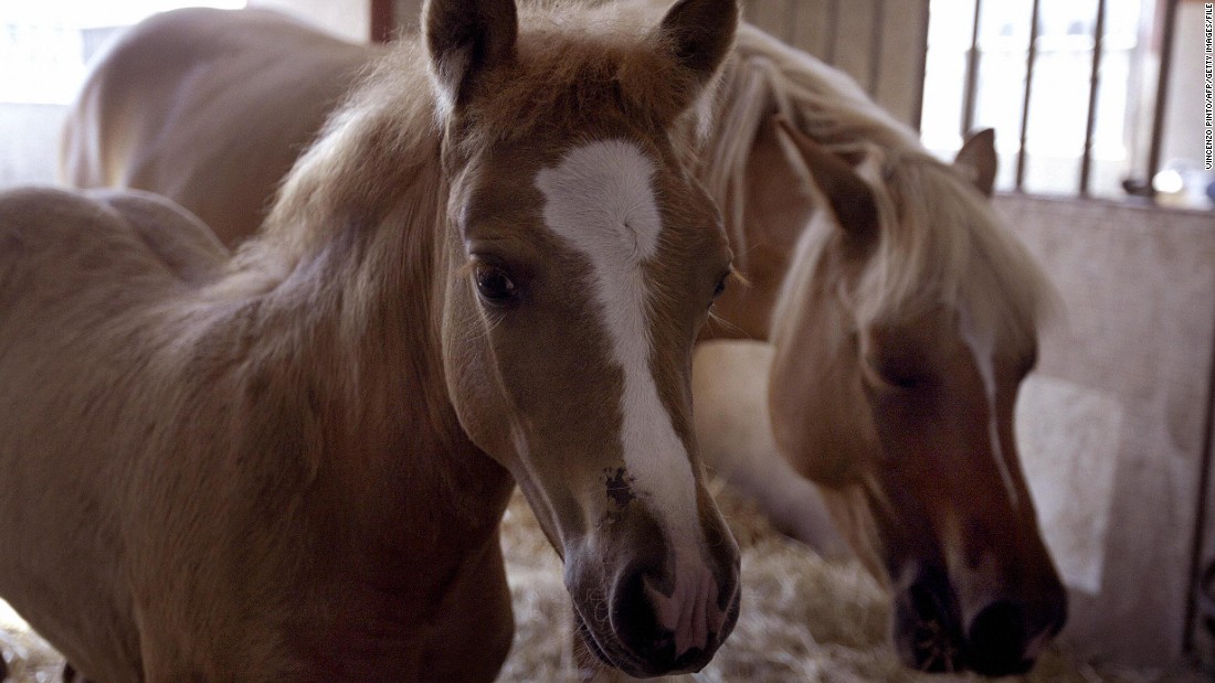 August 2003: Prometea (left), the world&#39;s first horse clone, and her mother Stella Cometa pose in the stable of the Laboratory of Reproductive Technology in Cremona, around 80 km from Milan in northern Italy.