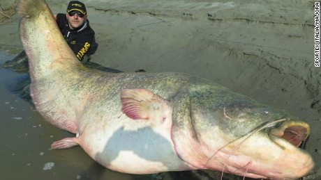 Image result for giant catfish