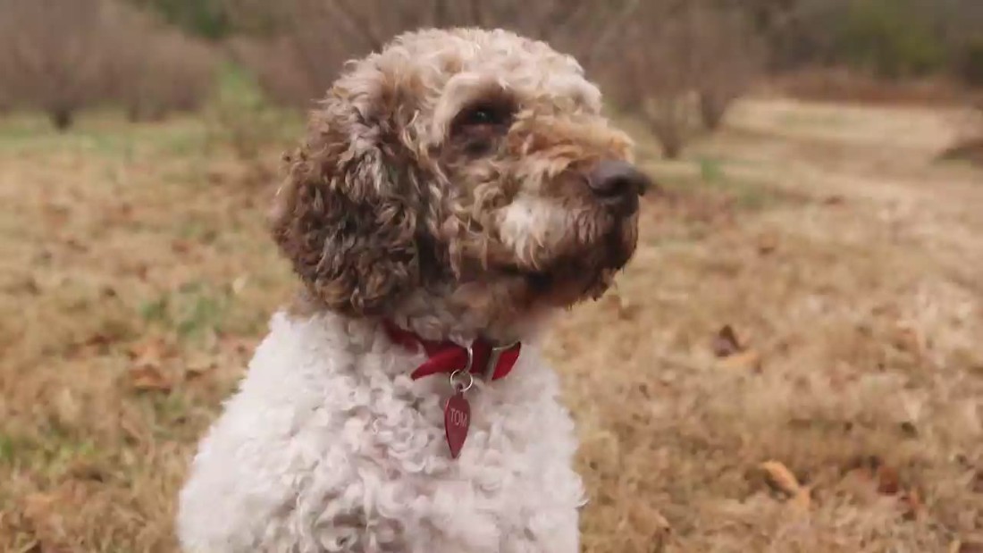 download truffle dog documentary