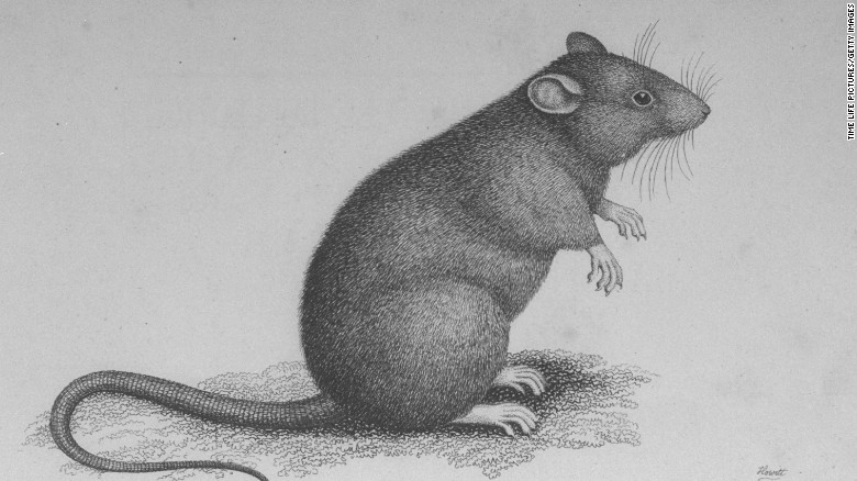 Black Death spread by humans, vindicating rats - CNN