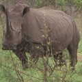 horse safari rhino 