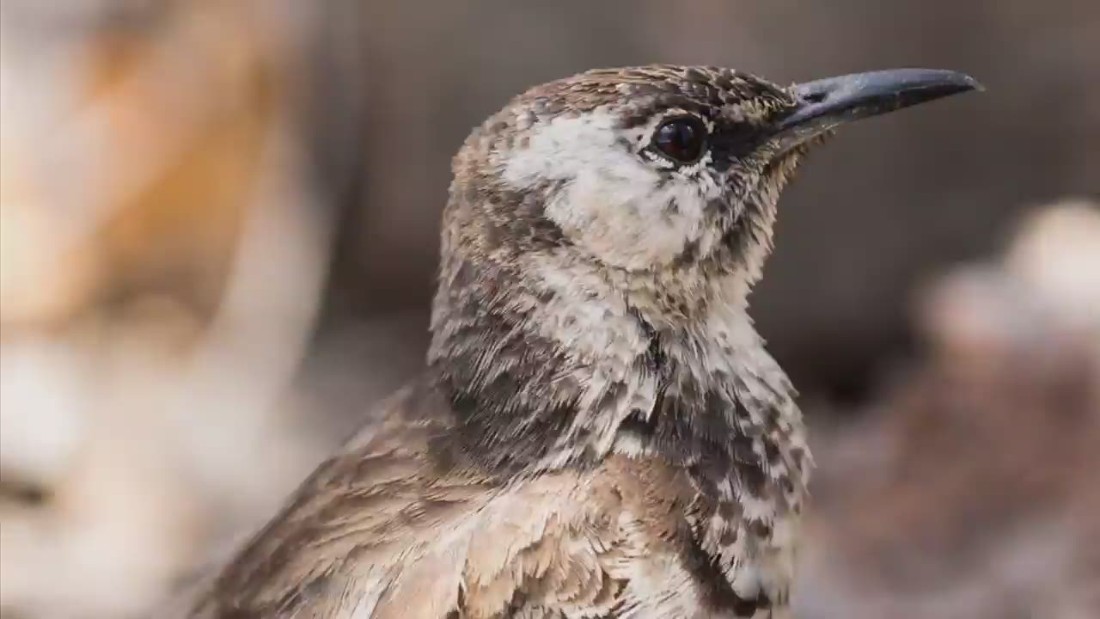 bill-weir-meets-one-of-the-world-s-rarest-birds-cnn-video