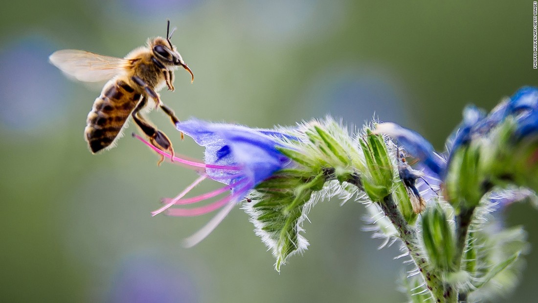 Honeybee populations are declining worldwide, in a phenomenon also known as Colony collapse disorder (CCD). A possible solution could come from studying the more resilient African bees.