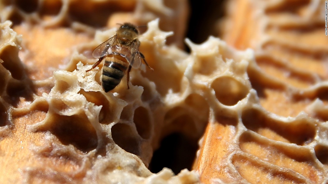 Because of their central role in pollinating several agricultural crops, honeybees are crucial to food security, and their disappearance would have devastating consequences on the economy.