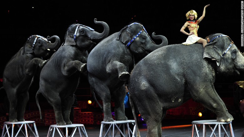 Ringling Bros. and Barnum &amp; Bailey circus elephants perform during Barnum&#39;s FUNundrum in New York on March 26, 2010. 