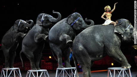Ringling Bros. and Barnum &amp; Bailey circus elephants perform during Barnum&#39;s FUNundrum in New York on March 26, 2010. 