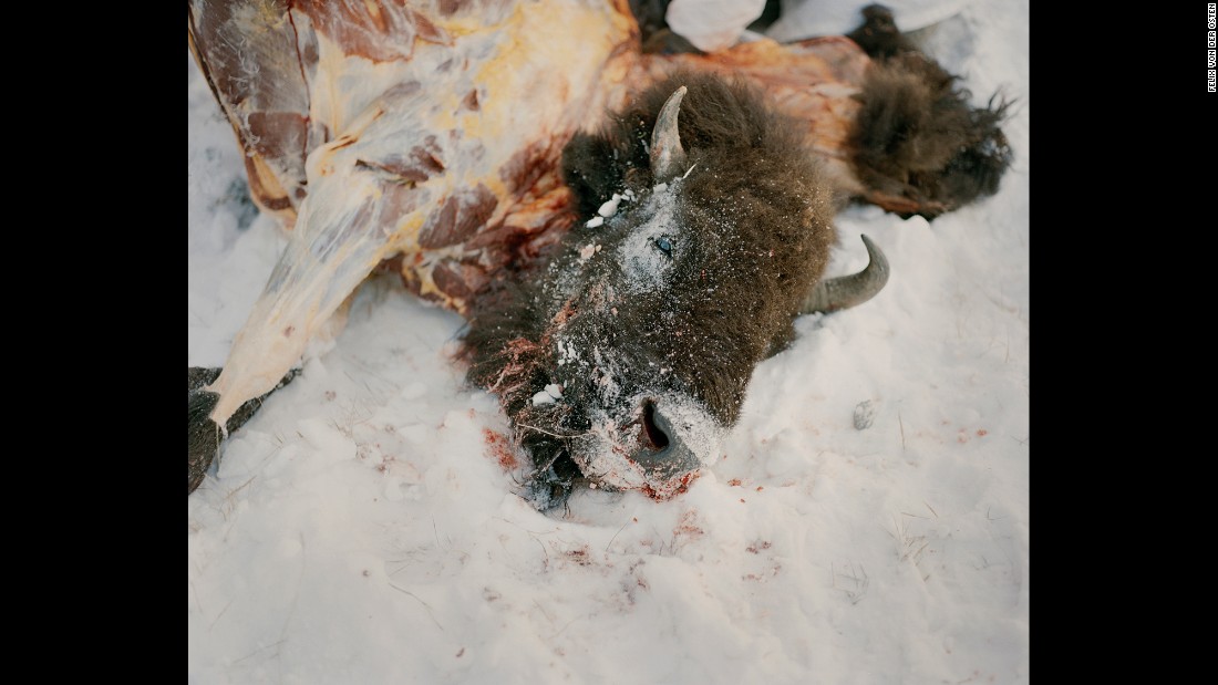 A buffalo killed during a hunt.&lt;br /&gt;