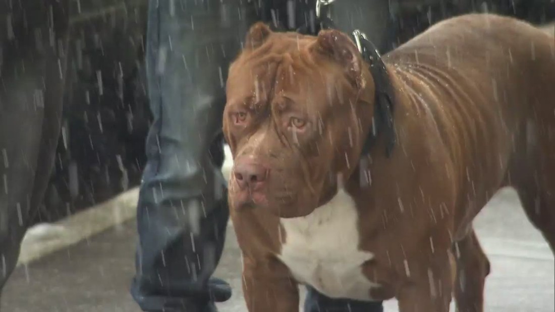 Meet 'Hulk' the giant pit bull CNN Video