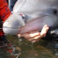 03.dolphin-calf.DSC_0194