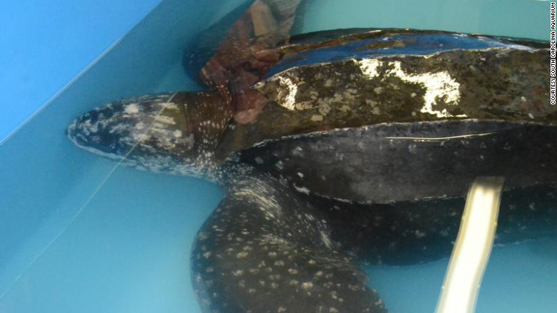 Rare 475-pound sea turtle rescued - CNN