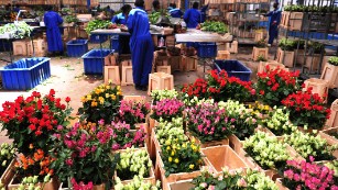 Why Kenya Is The Flower Garden Of Europe Cnn