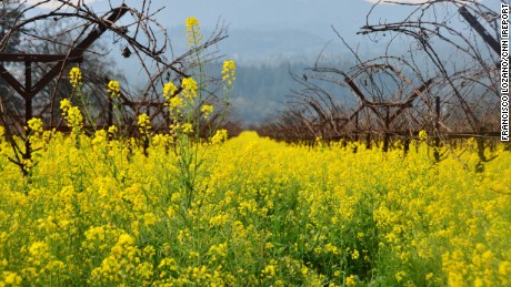 Mustards bloom in California&#39;s Napa Valley on Feb. 4. http://ireport.cnn.com/docs/DOC-1223130