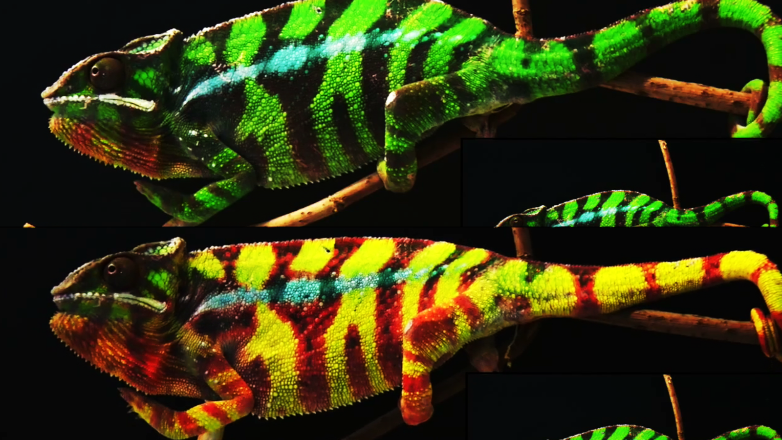 how-unlock-scientists-chameleons-change-colors-erofound