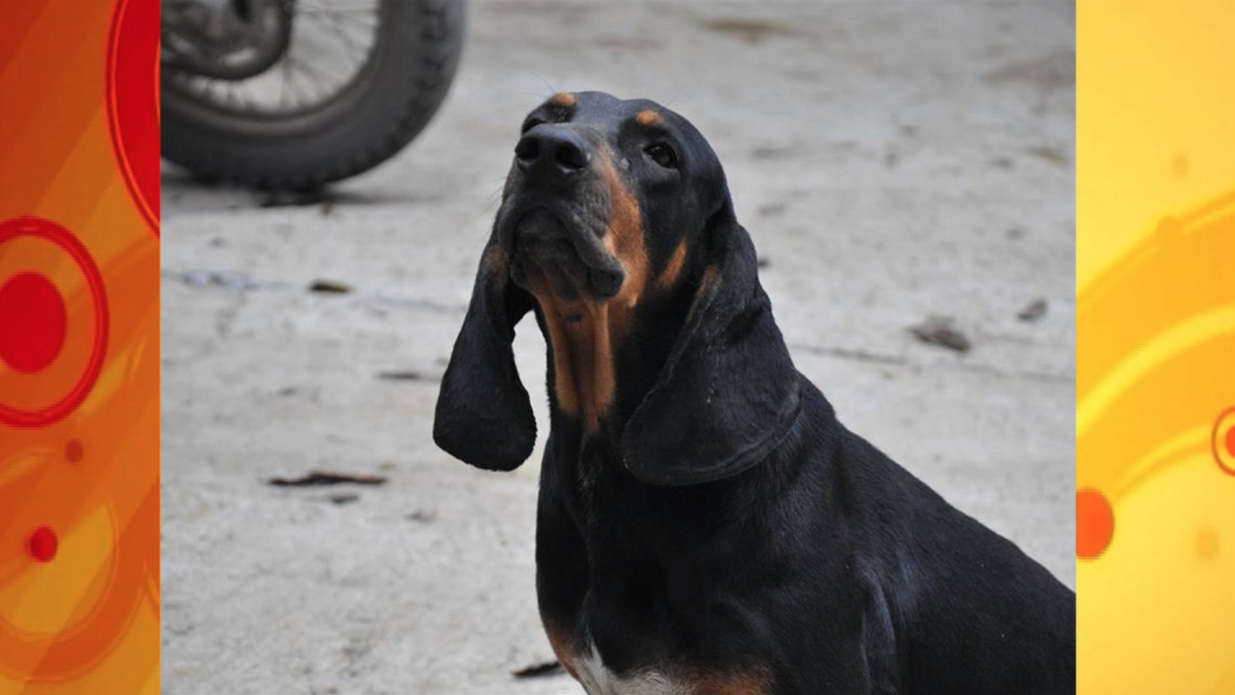 is the colombian fino hound a good breed of dog