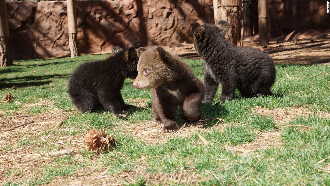 Alaskan Father And Son Sentenced For Killing A Bear And Her Shrieking