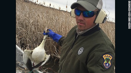 2,000 snow geese drop dead from the sky in Idaho 