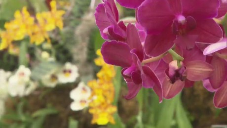 Exposición de orquídeas en Nueva York - CNN Video