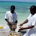 islands turks and caicos conch irpt