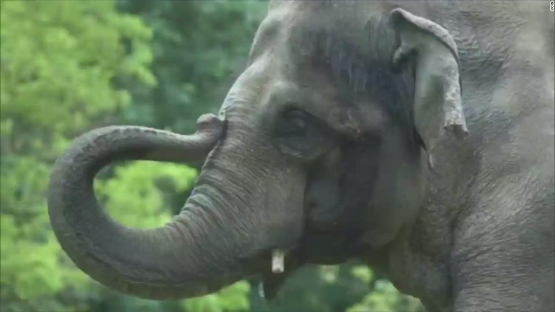 Elephant's death draws criticism - CNN Video