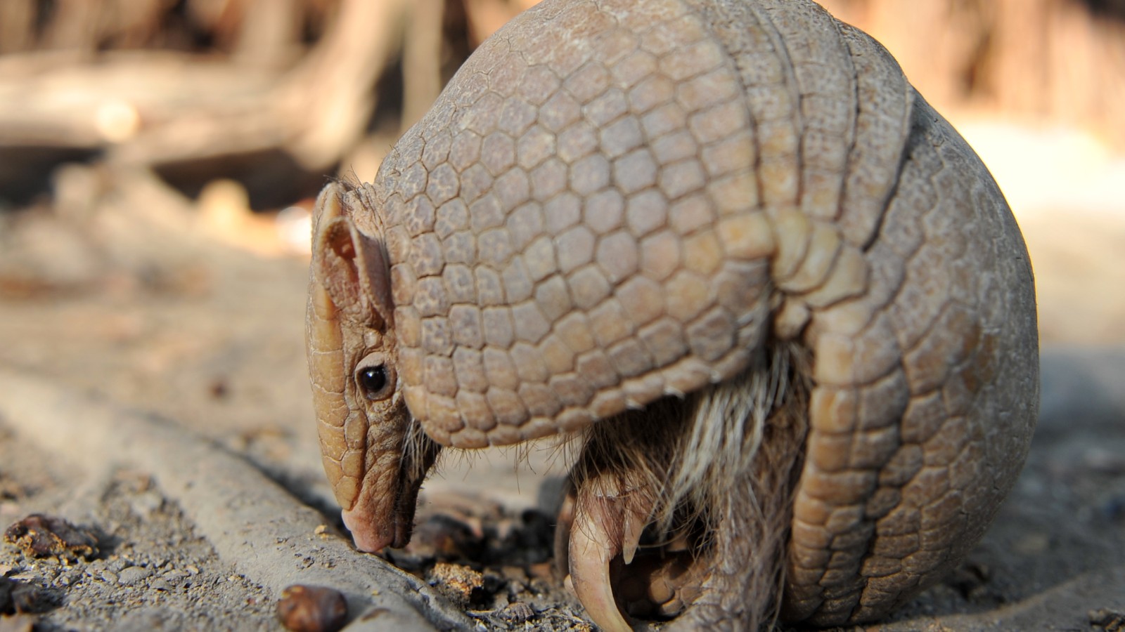 Armadillos Cause Spike In Leprosy Cases In Florida Cnn,Types Of Woodpeckers In Ohio