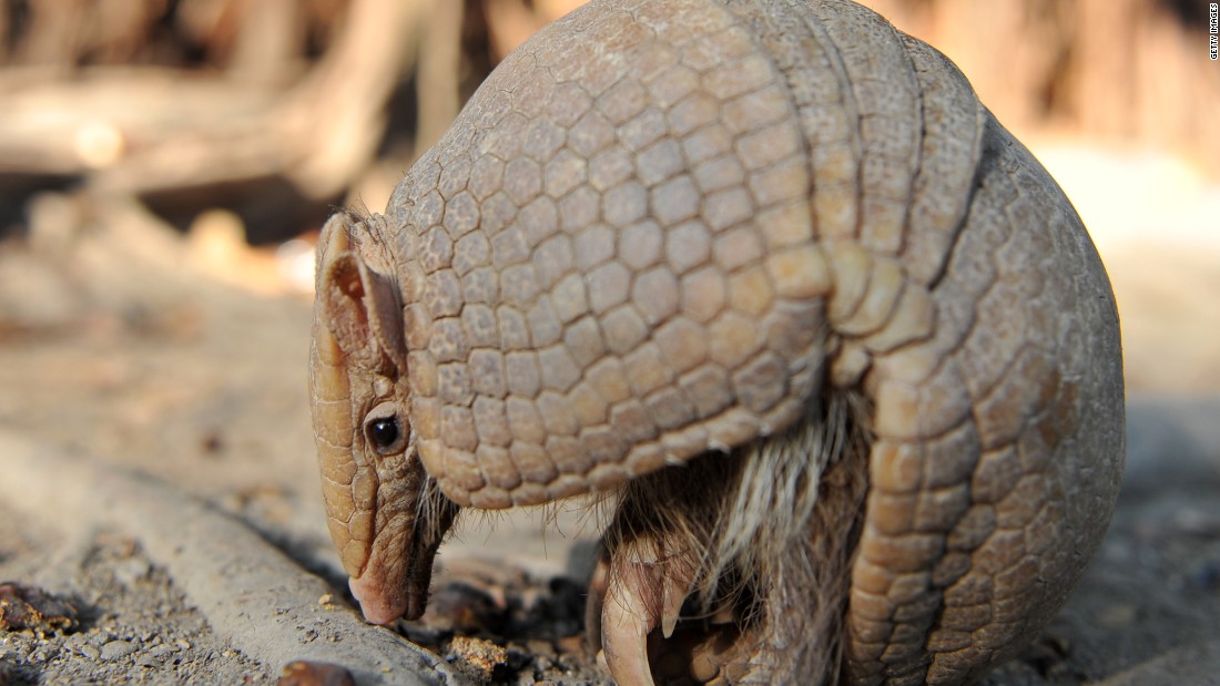 Can Wild Animals Help Us Predict Earthquakes? - Cnn