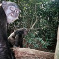 gabon chimpanzee study first lion