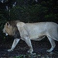 Gabon first lion