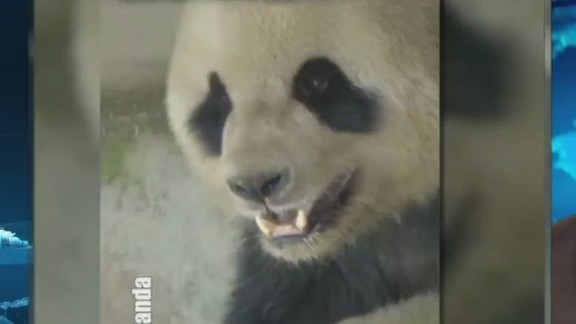 Panda Others Find Major Winter Storm Bearable Cnn 